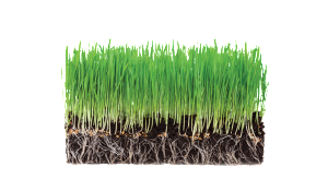 Organic Wheat Grass Powder