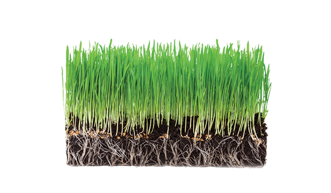 Organic Wheat Grass Powder